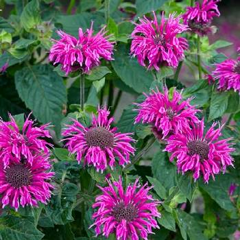 Монарда Monarda 'Bee-Free'